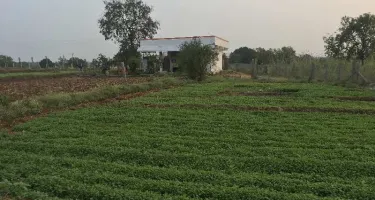 Agriculture land for rent