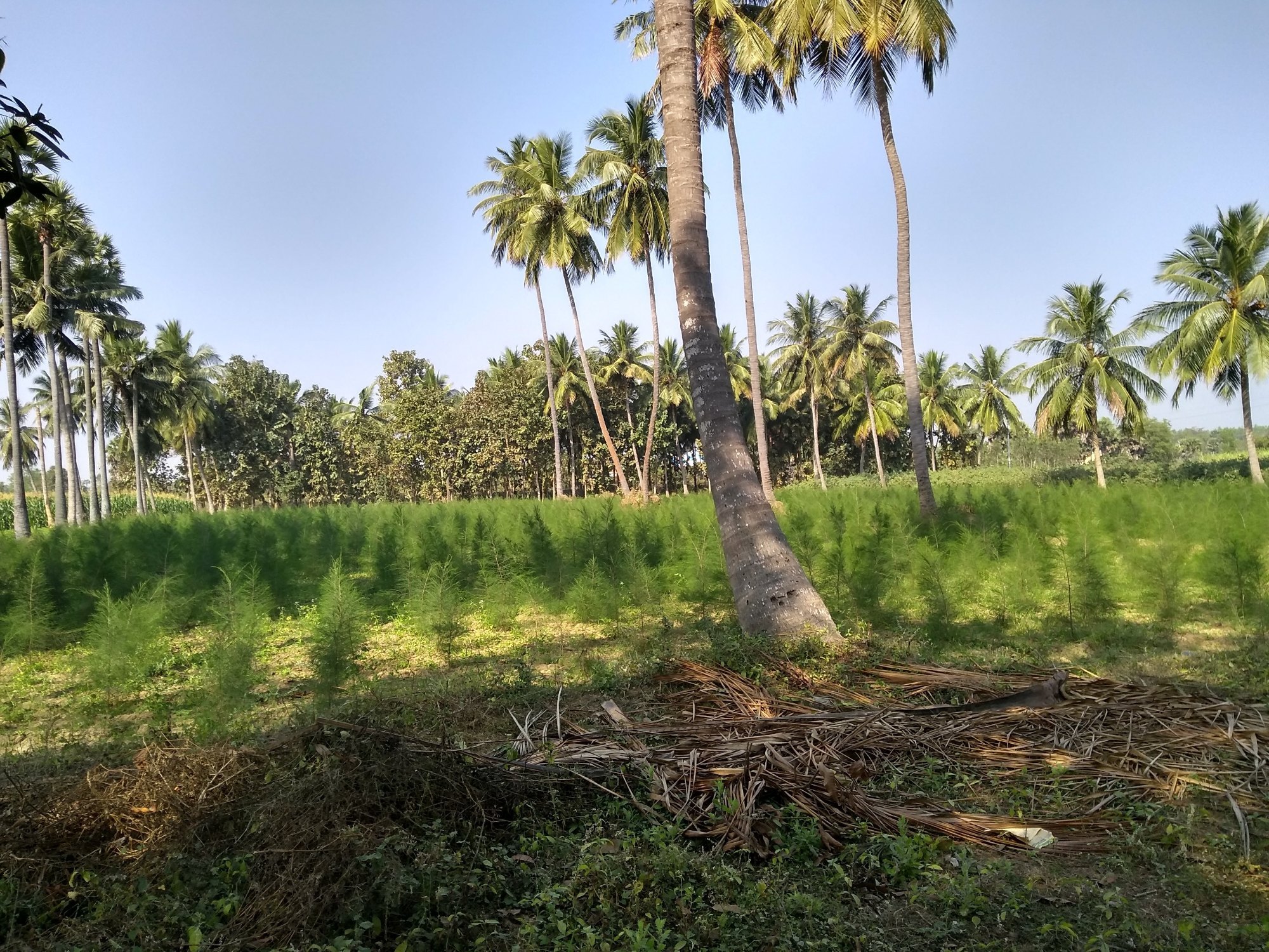 Agricultural Land for lease